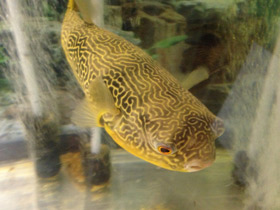 Фото Giant puffer