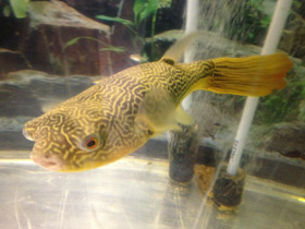 Фото Giant puffer