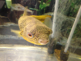 Фото Giant puffer