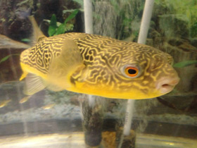 Фото Giant puffer