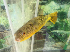 Фото Giant puffer