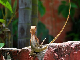 Фото Oriental garden lizard