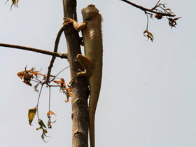 Фото Oriental garden lizard