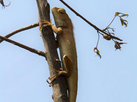 Фото Oriental garden lizard