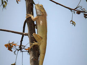 Фото Oriental garden lizard