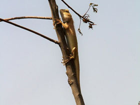Фото Oriental garden lizard