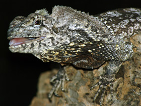 Фото Lagarto de cuello con volantes