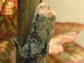Фото Frilled-neck lizard