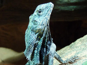 Фото Lagarto de cuello con volantes