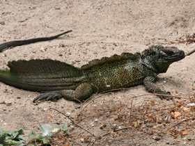 Фото Sailfin lizard