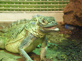 Фото Philippine sailfin lizard