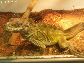 Фото Weber's sailfin lizard