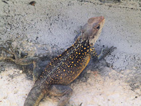 Фото Agama de Himalaya