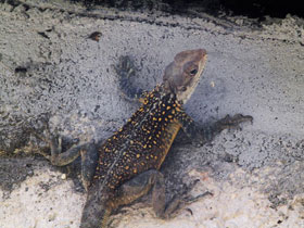 Фото Agama de Himalaya