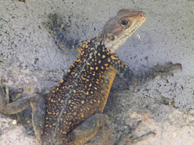 Фото Agama de Himalaya