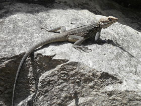 Фото Kashmir Rock Agama