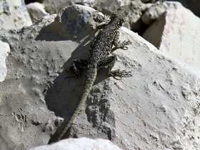 Фото Kashmir Rock Agama