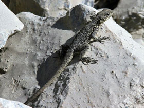 Фото Kashmir Rock Agama