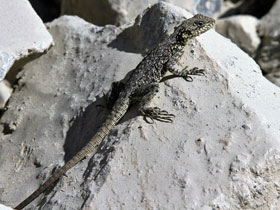 Фото Kashmir Rock Agama