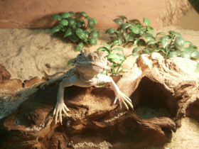Фото Secret toad-headed agama
