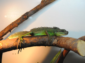 Фото Chinese water dragon