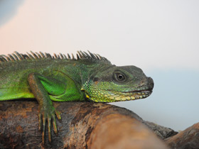 Фото Chinese water dragon