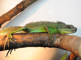 Фото Chinese water dragon