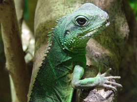 Фото Dragón de agua chino