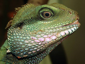 Фото Dragón de agua chino