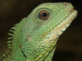 Фото Chinese water dragon