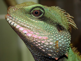 Фото Chinese water dragon