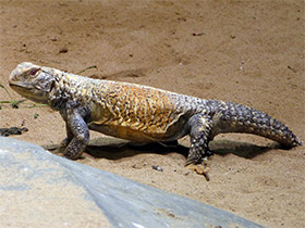Смотреть фото Mastigure iraquí Фото Mastigure iraquí