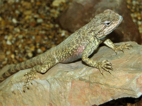 Фото Agama de estepas