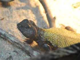 Фото Egyptian mastigure