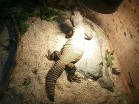 Фото Egyptian mastigure