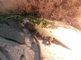 Фото Egyptian mastigure