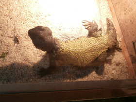 Фото Egyptian mastigure