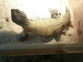 Фото Egyptian mastigure