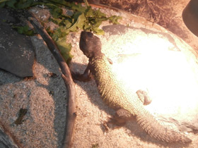 Фото Egyptian mastigure