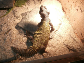 Фото Egyptian mastigure