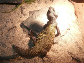 Фото Egyptian mastigure