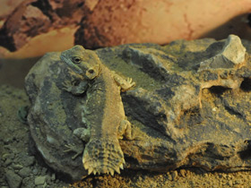 Фото Shield-tailed agama