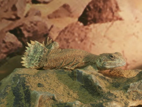 Фото Agama de cuello escudo