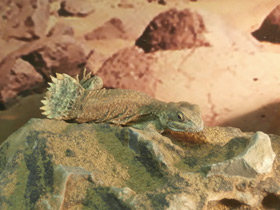 Фото Shield-tailed agama