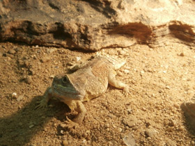 Фото Shield-tailed agama