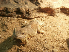 Фото Agama de cuello escudo