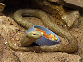 Фото Sheltopusik