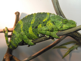 Фото Meller's chameleon