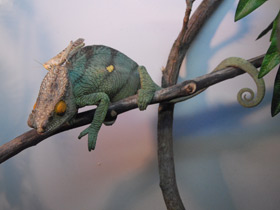 Фото Parson's chameleon
