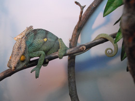 Фото Parson's chameleon